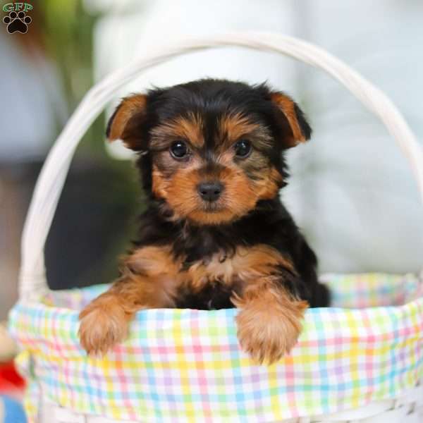Bella, Yorkie Puppy